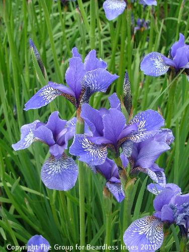Wealden Butterfly (1)